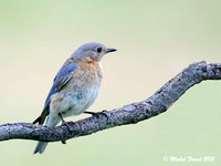 Merle bleu