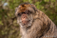 Gibraltar