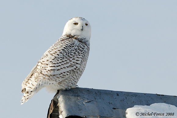 Harfang des neiges