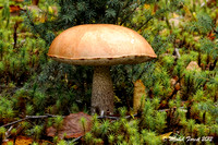 Champignons