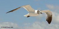 Mouette atricille