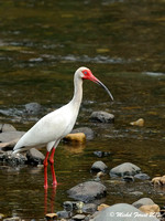 Ibis blanc