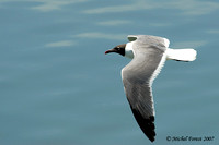 Mouette atricille