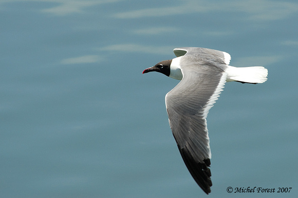 Mouette atricille