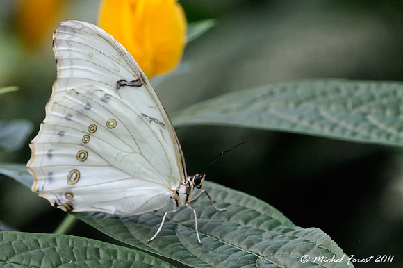Papillon en liberté au Jardin botanique de Montréal