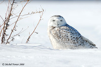 Harfang des neiges