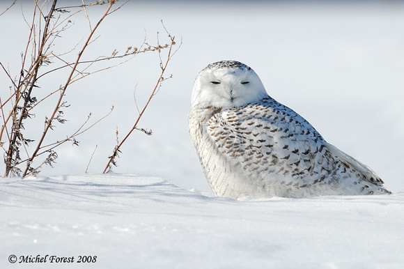 Harfang des neiges