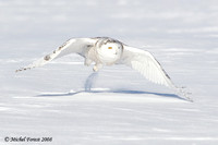 Harfang des neiges