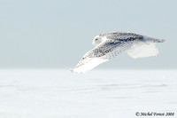 Harfang des neiges