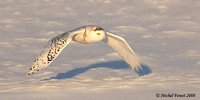 Harfang des neiges