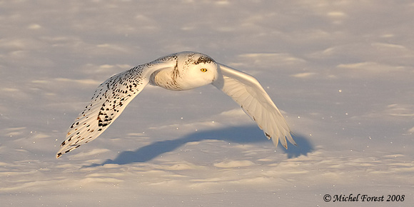Harfang des neiges