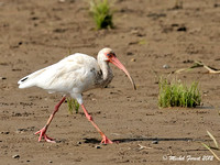 Ibis blanc