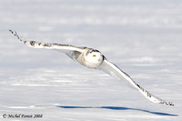 Harfang des neiges