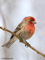 Roselin familier