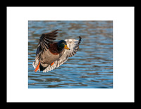 Canard colvert