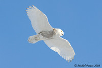 Harfang des neiges