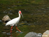 Ibis blanc