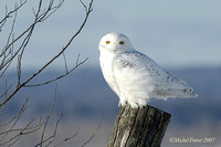 Harfang des neiges