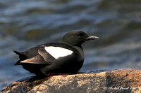 Guillemots