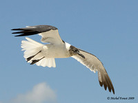 Mouette atricille