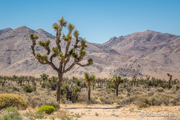 Joshua National Park