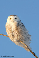 Harfang des neiges