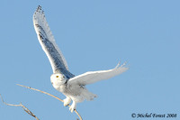 Harfang des neiges