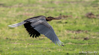 Anhinga d'Afrique