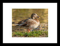 Canard colvert