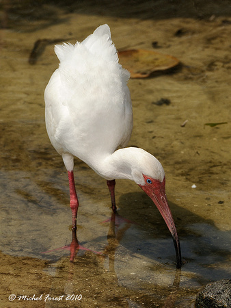 Ibis blanc