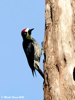 Pic glandivore
