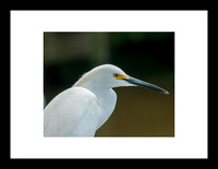 Aigrette neigeuse
