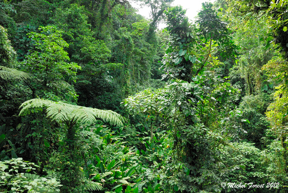 Canopée dans la réserve Selvatura dans le Monteverde