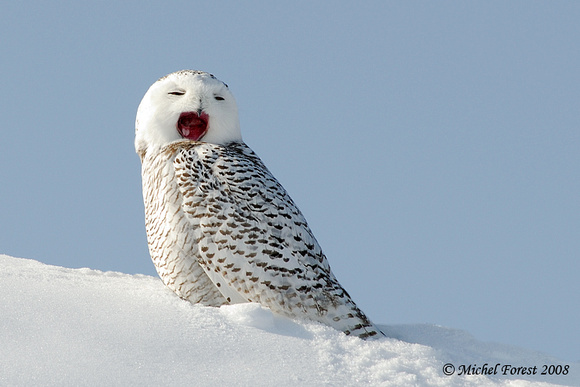 Harfang des neiges