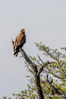 Aigle de Wahlberg