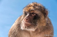 Gibraltar