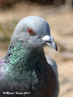 Pigeon biset