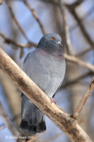 Pigeons