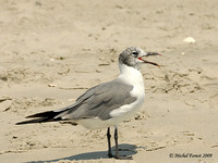 Mouettes