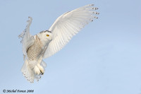 Harfang des neiges